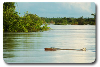 mekong - laos